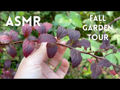 ASMR Fall Garden Rewind 🍁 Late September Garden Tour (lofi plant show & tell, outdoor nature ASMR)