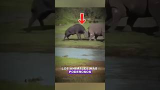 Los ANIMALES MÁS PODEROSOS de ÁFRICA... #animalshorts #curiosidades #datoscurisos