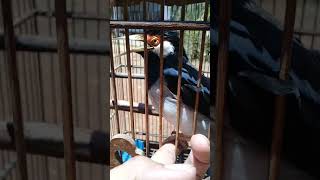 Download Lagu Jalak suren Pancingan ampuh bisa ngomong kopi MP3