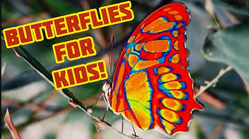 Why are butterflies so colorful ? | Butterfly facts for kids| Educational video for Children
