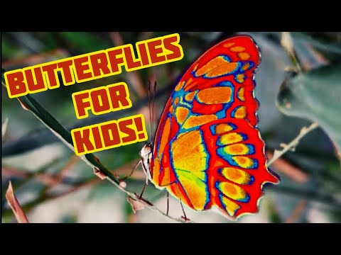 Why are butterflies