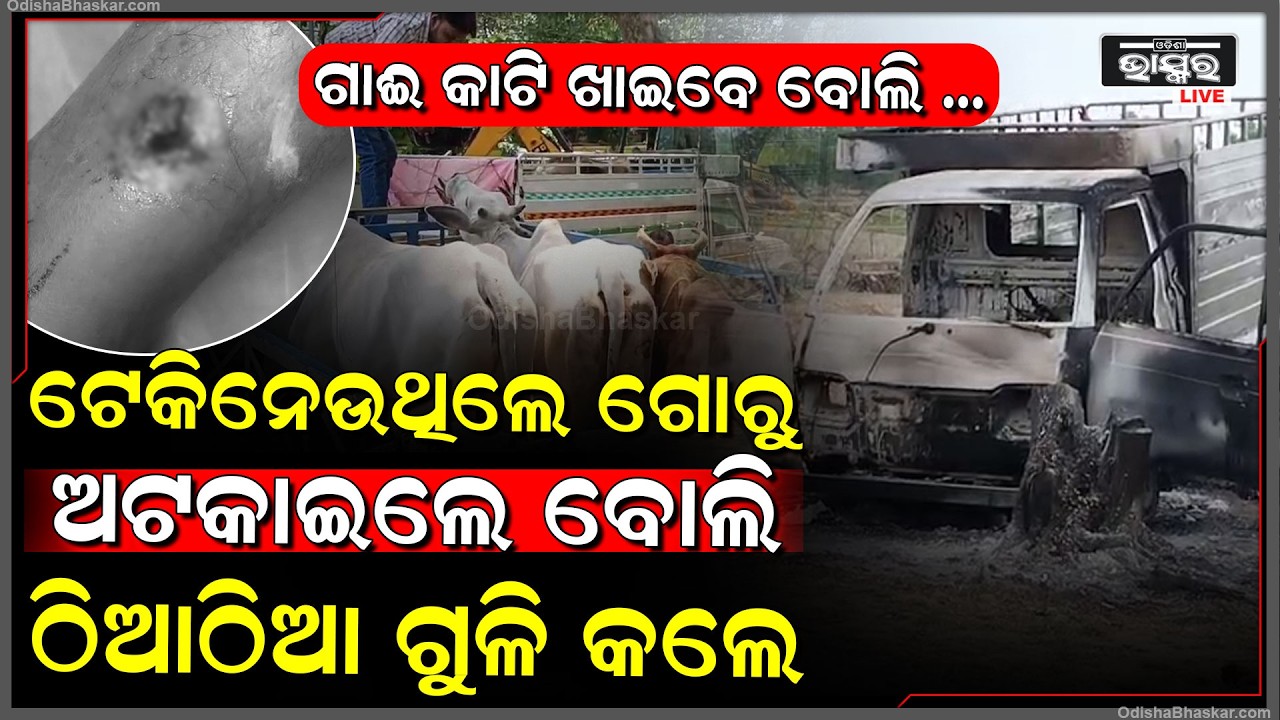 ଶୋଇଥିବା ଗୋରୁଙ୍କୁ ଉଠେଇ ନେଇଯାଉଥିଲେ କାଟିବାକୁ | ଅଟକାଇଲେ ବୋଲି ଗୁ-ଳି କରିଦେଲେ ଗୋରକ୍ଷକଙ୍କୁ...