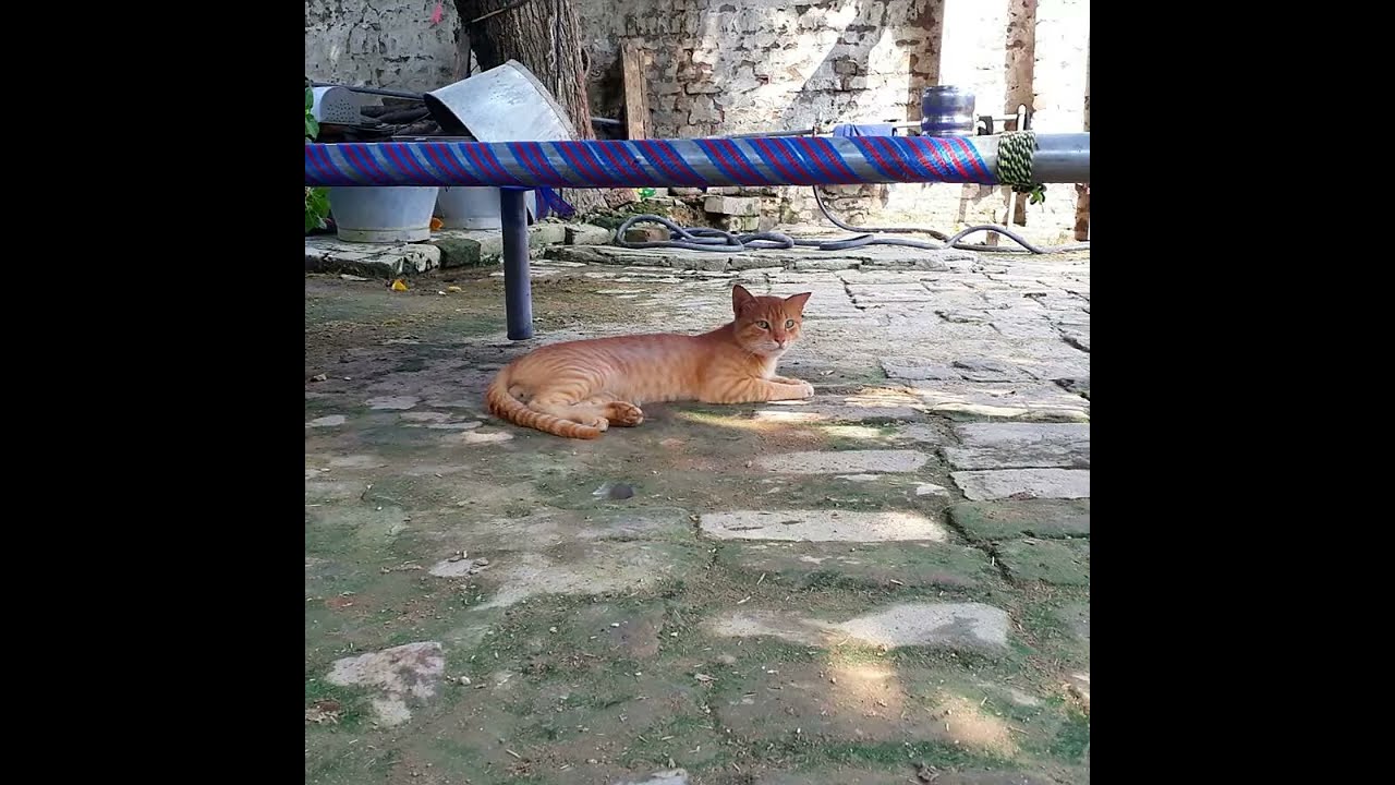Village Life In Pakistan 🐂🐕🐎🐏🐑