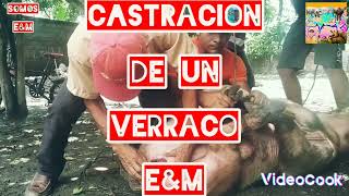 castración de unos de los verracos de E&M