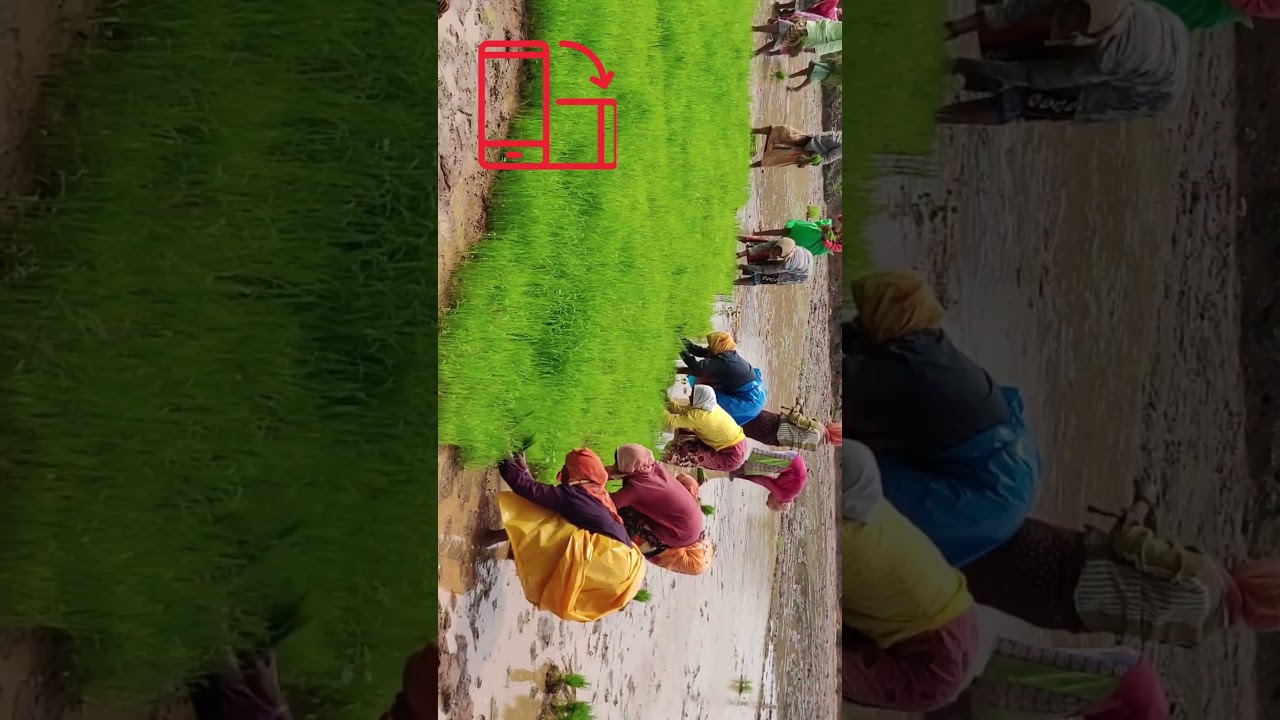 The Socio-Economic Importance of Rice Farming in Rural Communities | SGK English