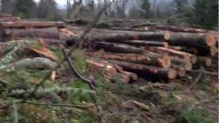 Lake Whatcom Watershed - Winter Logging