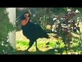 Kaffir Horned Raven