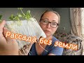 #рассада СУПЕР СПОСОБ - рассада без земли и контейнеров.