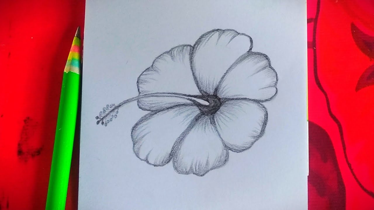 How To Draw Hibiscus Flower Easy Step By Step Hibiscus Flower Sketch