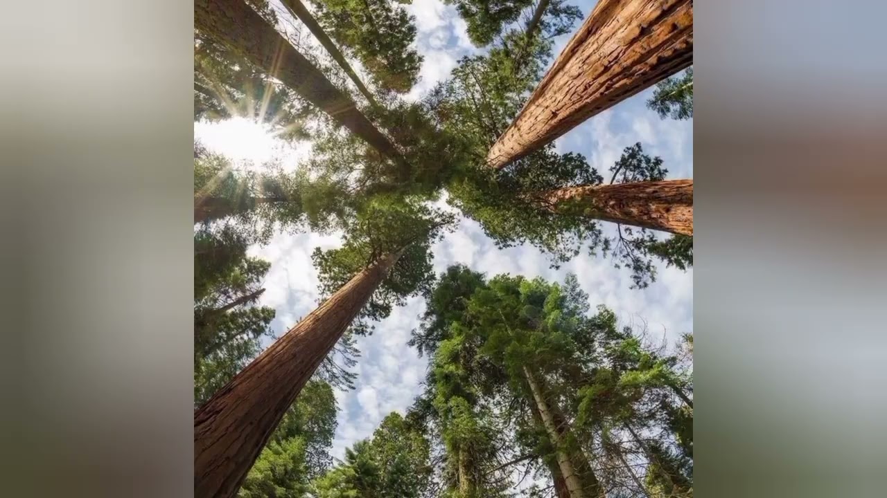 Olivia Rodrigo - Can't catch me now (Dolby atmos) mix