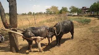 Pada Buffalo Cross Try By Village Pada Buffalo Mating Jota Bhains Mating