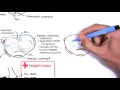 Clinical Anatomy - Knee mensicus and knee joint