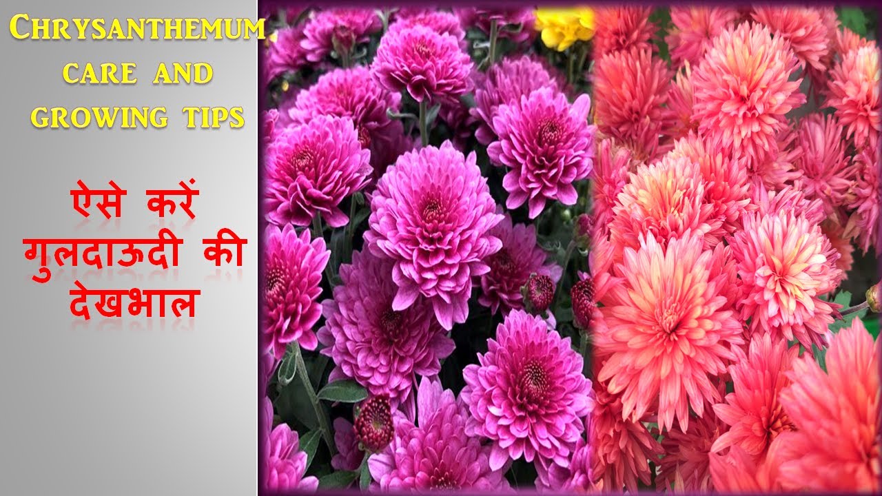 Chrysanthemum care and growing tips, how to grow chrysanthemum