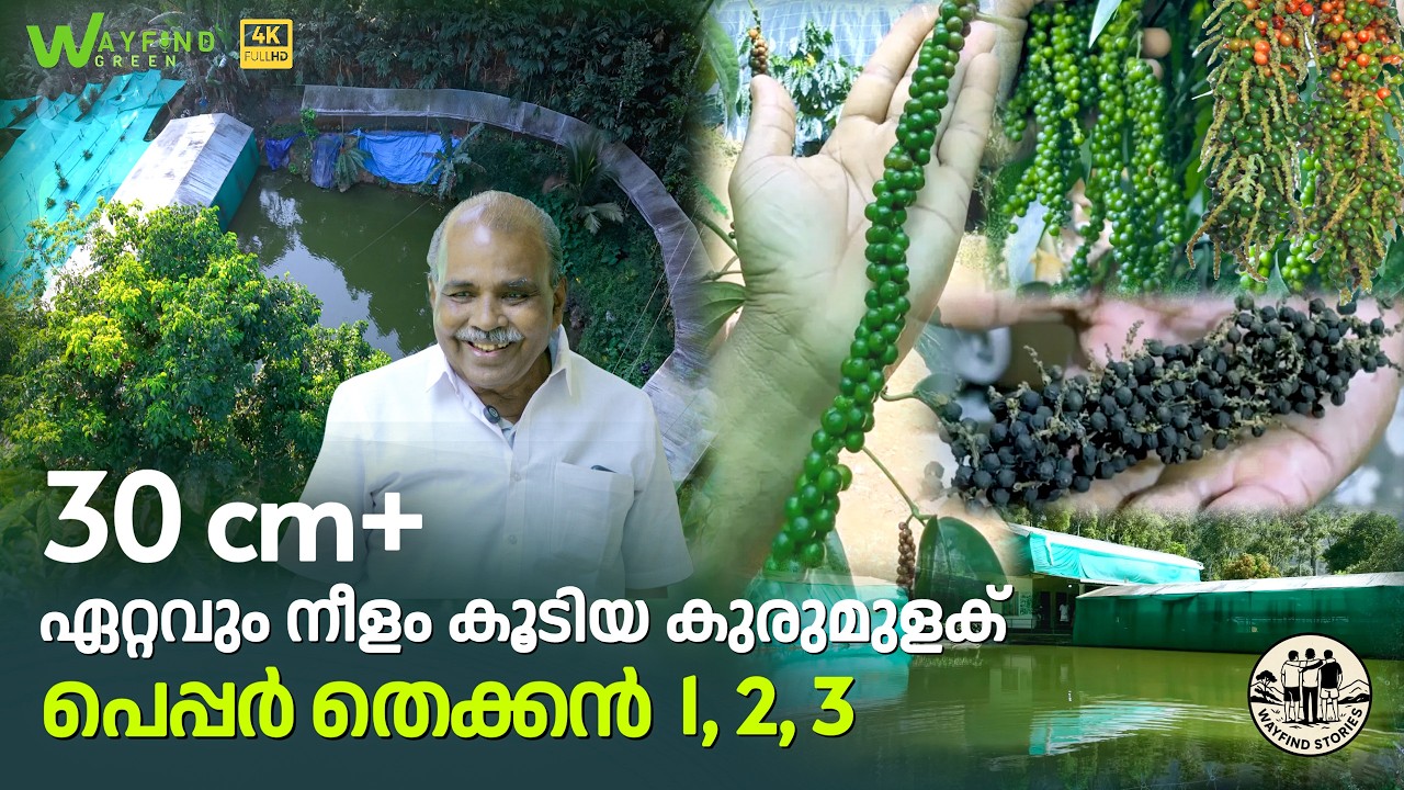 ഏറ്റവും നീളം കൂടിയ കുരുമുളക്, 30 cm-ൽ അധികം നീളം, പെപ്പർ തെക്കൻ 1,2,3  | Pepper Thekkan