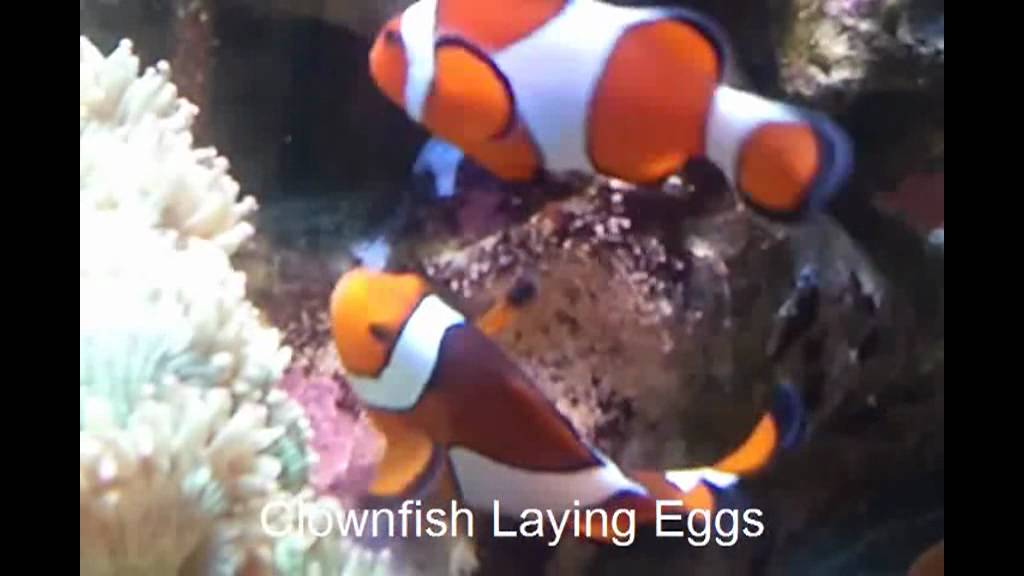 Clownfish laying Eggs YouTube