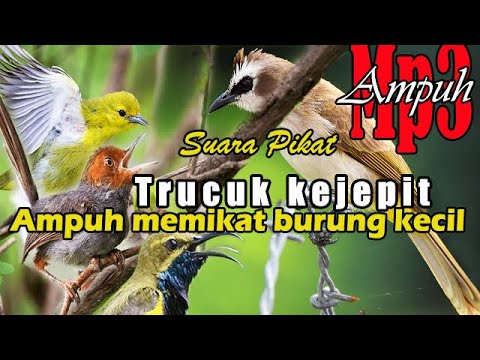 Suara MASTERAN Trucuk dan Perkutut GACOR