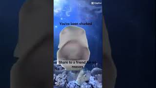 you have been sharked