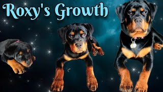 Rottweiler Puppy Growing Up to 9 Months Old