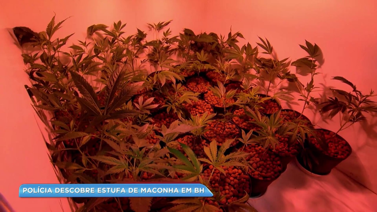 Polícia descobre estufa de maconha em BH