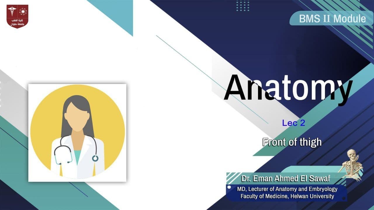 2. Front of the thigh