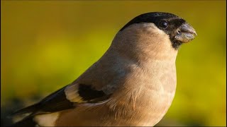 pancingan masteran burung kacer , murai , cendet paling di cari