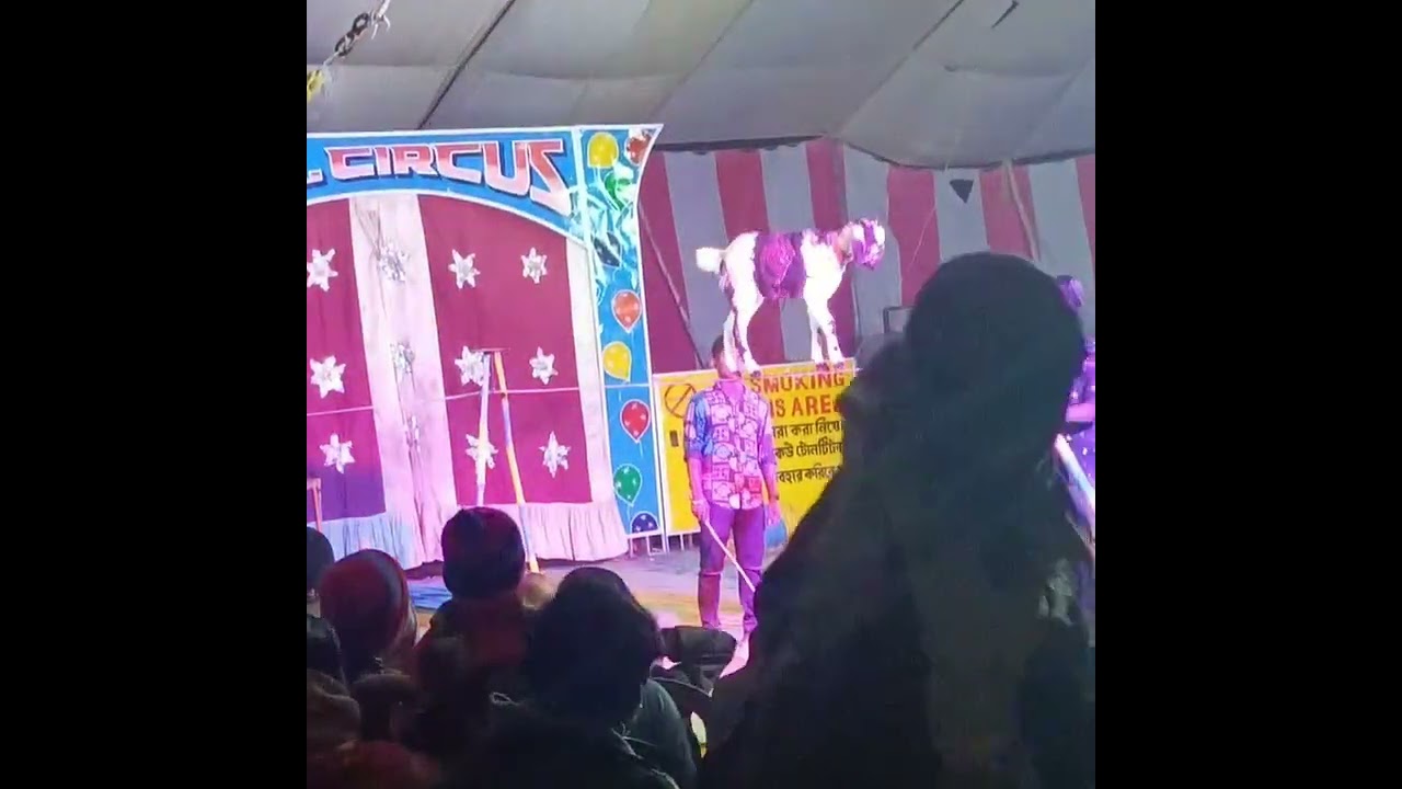 goat balancing in rope🙆😄