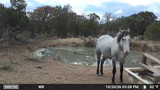 Information Wild Horse Range Unfiltered | Caught on Camera Guide