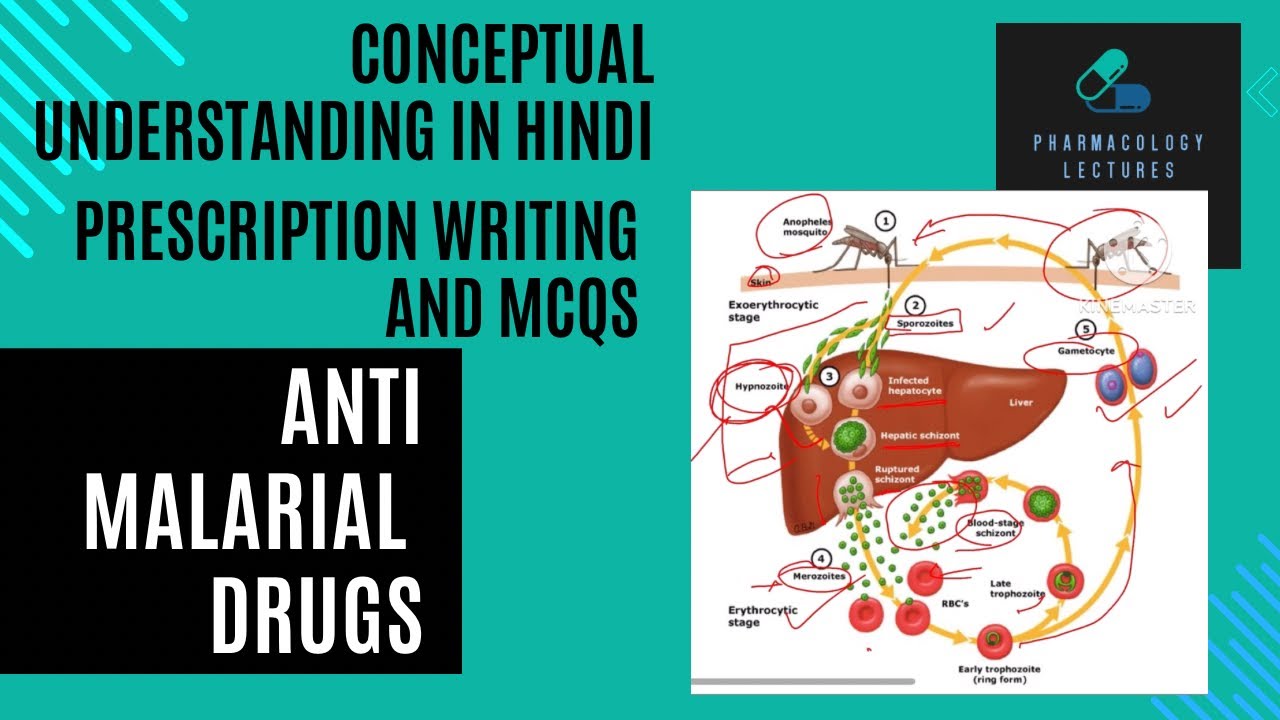 Anti malarial drugs. Pharmacotherapy of malaria . Pharmacology practicals