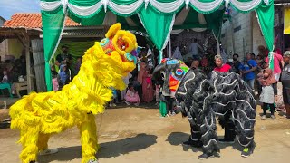 kembang gula burok kaula muda edisi desa pengaradan tanjung Brebes 1 Januari 2024 ❗
