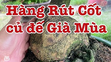 Gốc nhớt già mùa rút cốt củ đế khối cục 0766765975