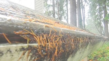 Gutter Helmet with fir needles in Seattle, WA