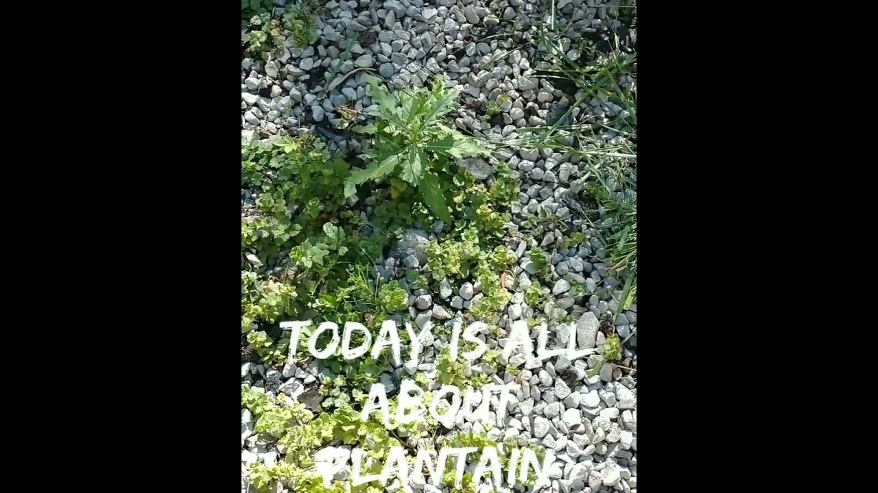 1 Minute Herbs - Plantain - The Herb Guy - Natural Healing In Your Back Yard