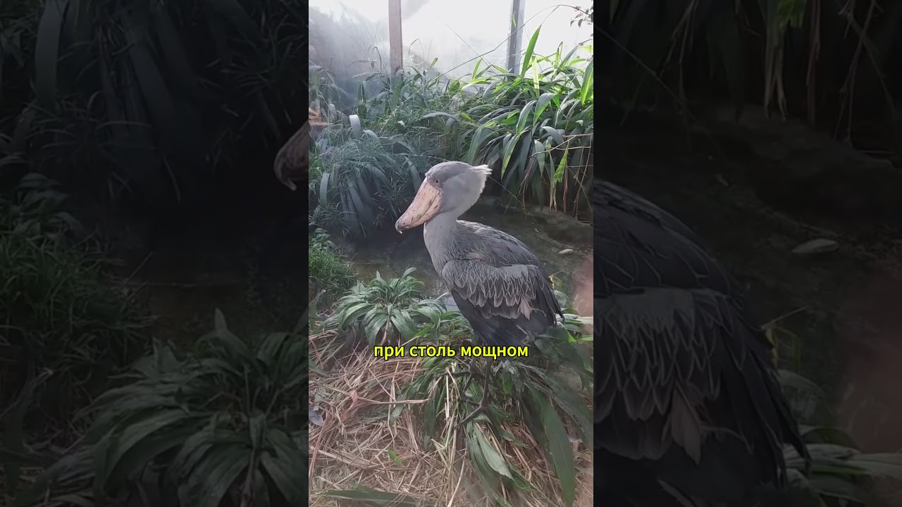 Китоглав: Тайны и Интересные Факты о Необычной Птице #факты #природа #животные #animals #factsshorts