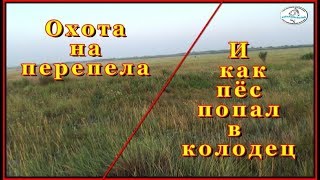 Охота на перепела и как пёс упал в старый колодец.