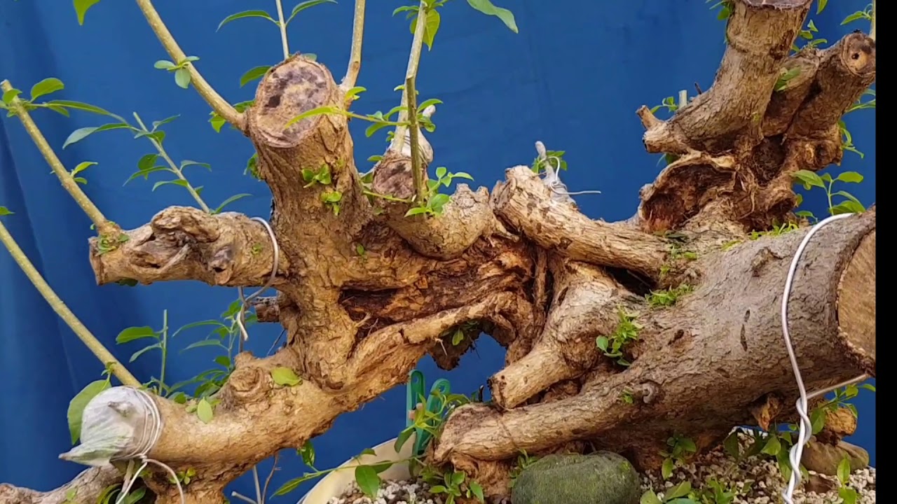 Bonsai Sharing: Tugas2 Full HD