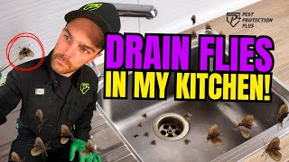 Get Rid of Drain Flies For Good: DIY Pest Control That Actually Works!