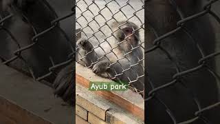 Ayub park zoo #animals #zoo #rawalpindi #ayubpark #zoolife