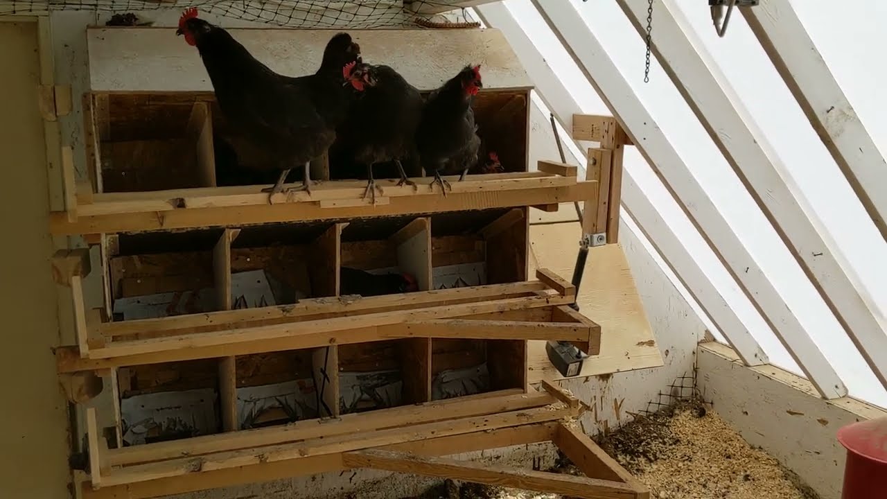 Awesome automated passive solar chicken house YouTube