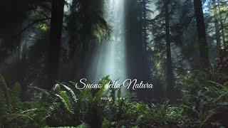 Suoni del bosco della foresta della natura - ruscelli - per Dormire - RELAX 🌸🌳🌲ASMR | Ep. 1