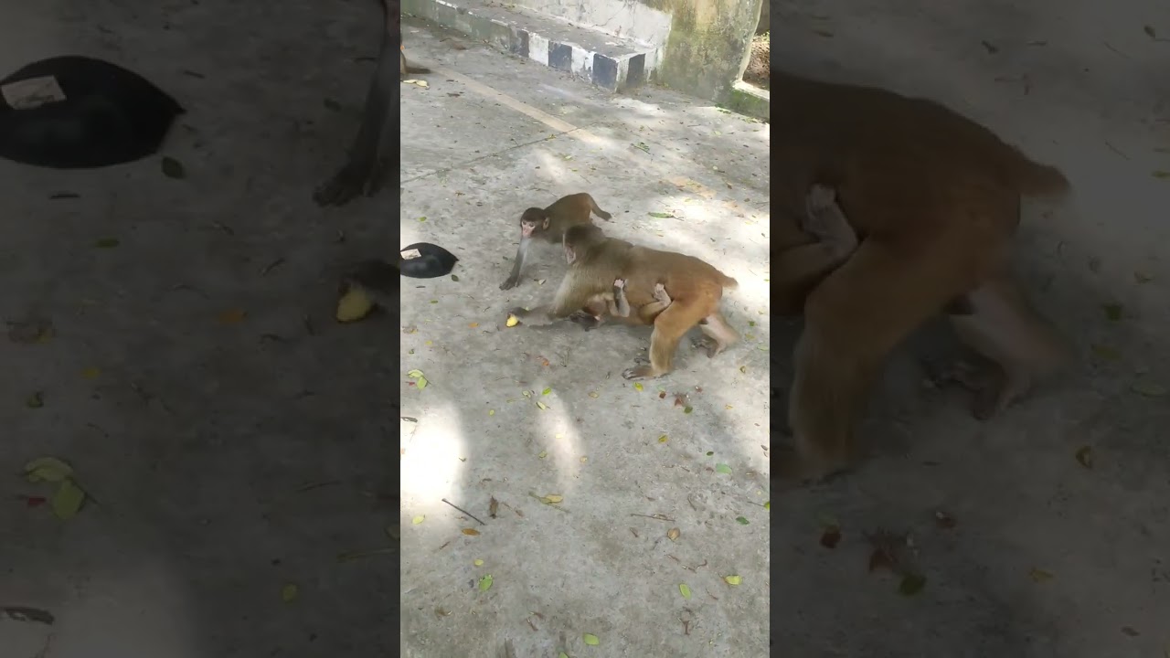 Monkeys wandering around 