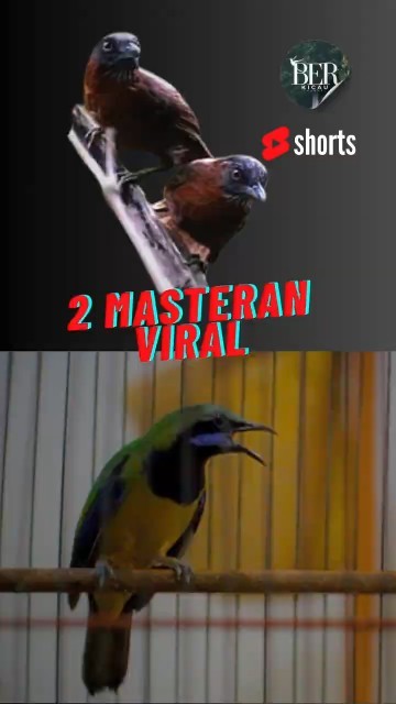 TEPUS KEPALA ABU ❌ CUCAK CUNGKOK ❗️MASTERAN VIRAL 2025