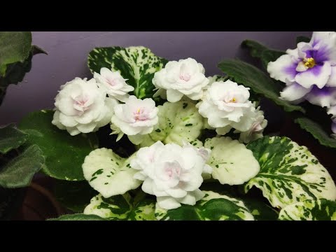 Фиалка Watermelon snow