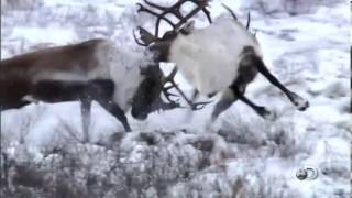 BBC Frozen Planet (Lodowa Planeta) 2009 trailer