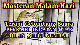 P3RB4IKI ING4T4N OT4K PL3C1, Gelombang Suara Bikin Nembak, Terapi Pleci Malam Hari