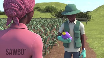 How to Identify and Scout for Fall Armyworm in Hausa (Accent from Nigeria)