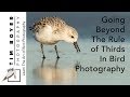 Going Beyond The Rule of Thirds In Bird Photography