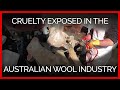 Peta asias latest findings of cruelty in the australian wool industry