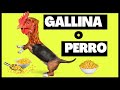 🔴No Alimentes a Tu Perro como una Gallina ⏩Cual es el Mejor Alimento para Perros 2022 ✅