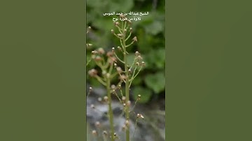 { فَقُلْتُ اسْتَغْفِرُوا رَبَّكُمْ إِنَّهُ كَانَ غَفَّارًا }{  سورة نوح }  الشيخ عبدالله الموسى