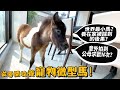 【從零開始養】微型馬!寵物!世上最小的馬!養在家的突發體驗?意外拍到公母求歡N次!【許伯簡芝】